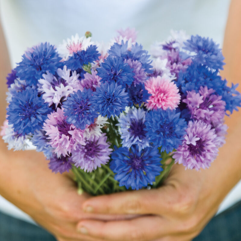 Choice Mix Centaurea Seeds - 100 Seeds (0.015 oz)