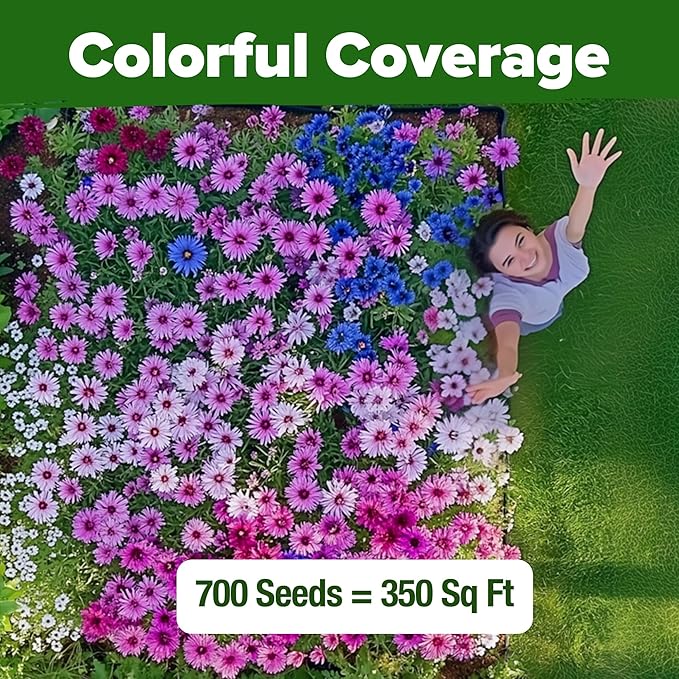 Choice Mix Centaurea Seeds - 100 Seeds (0.015 oz)