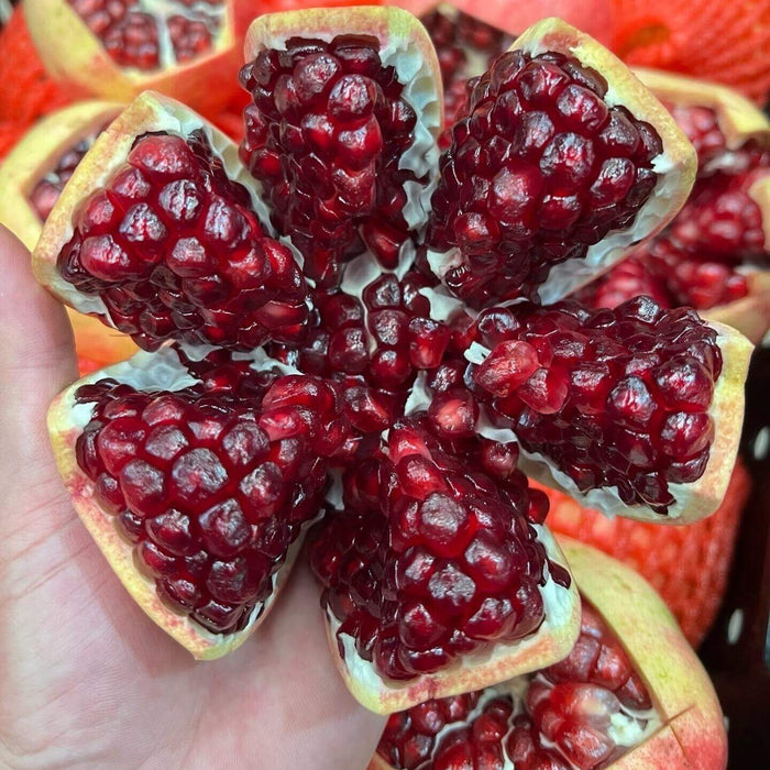 Pomegranate Seeds for Planting – 44 Seeds