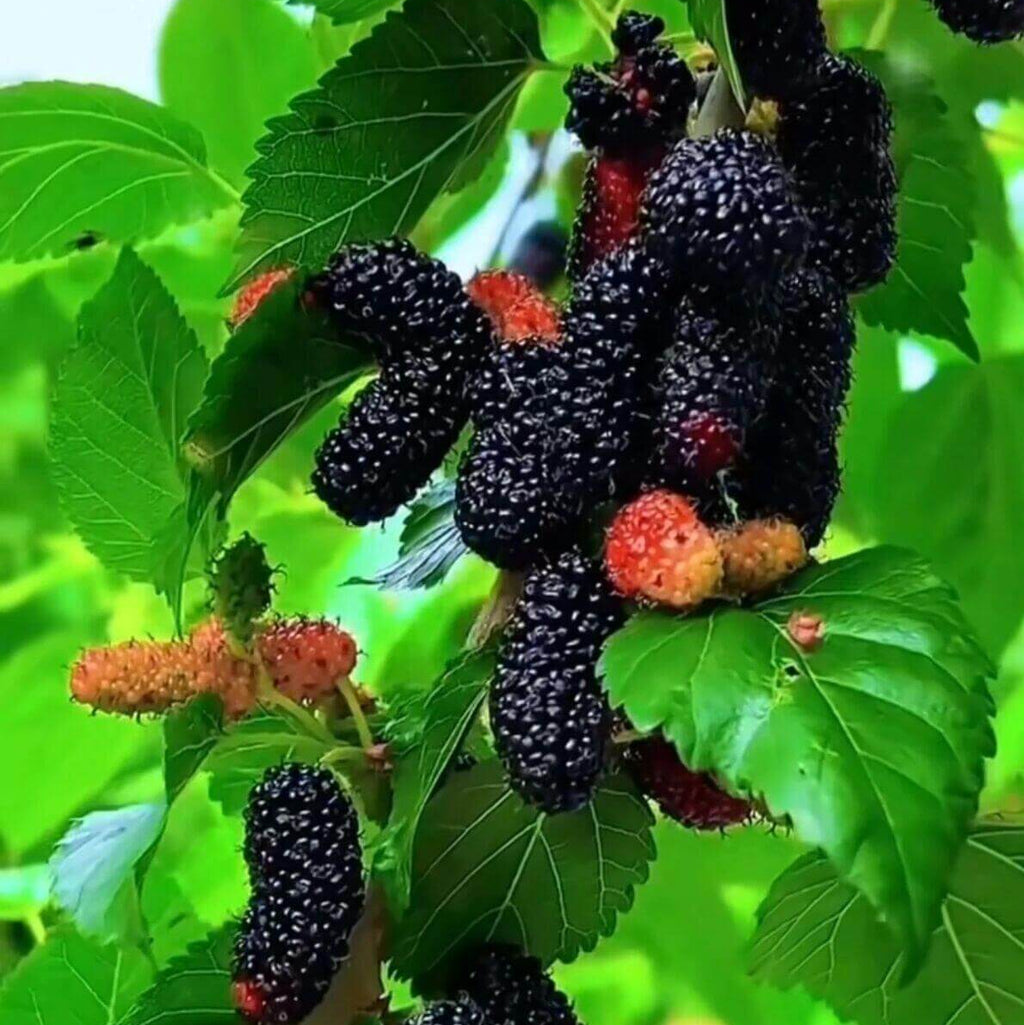 Mulberry Seeds for Planting – 131 Seeds