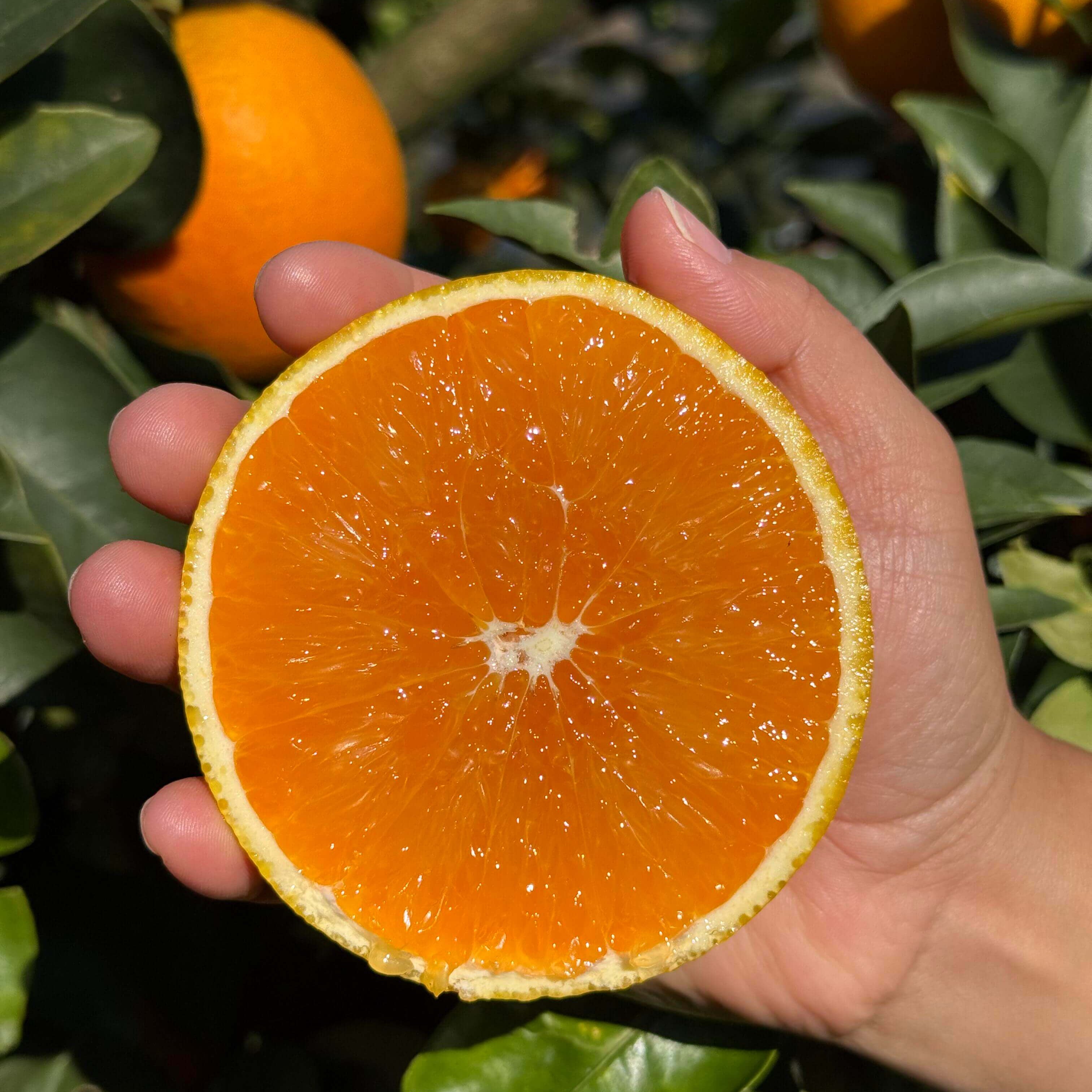 Orange Seeds for Planting – 35 Seeds