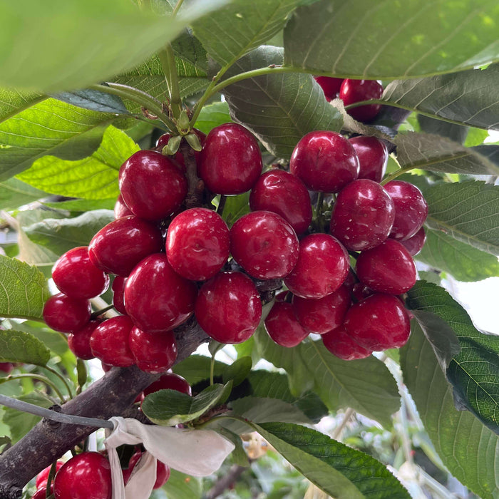 Cherry Seeds for Planting – 10 Seeds