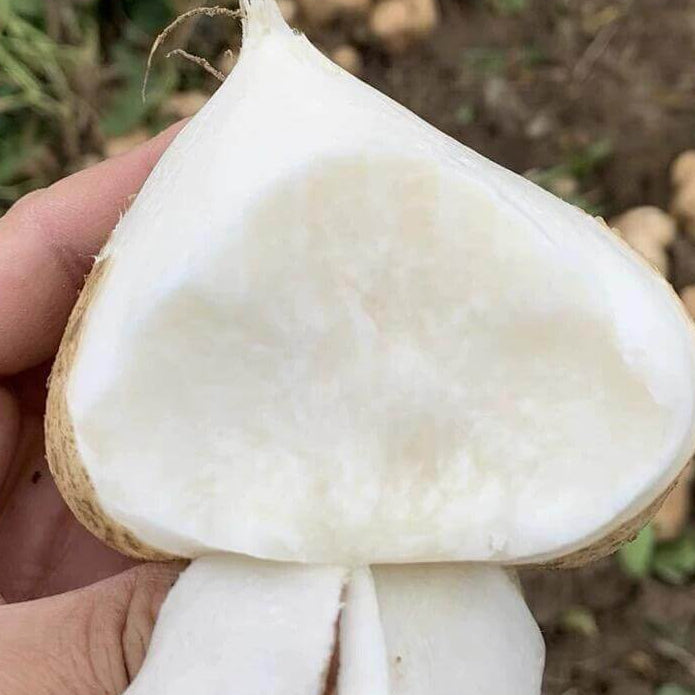Jicama Seeds for Planting – 31 Seeds