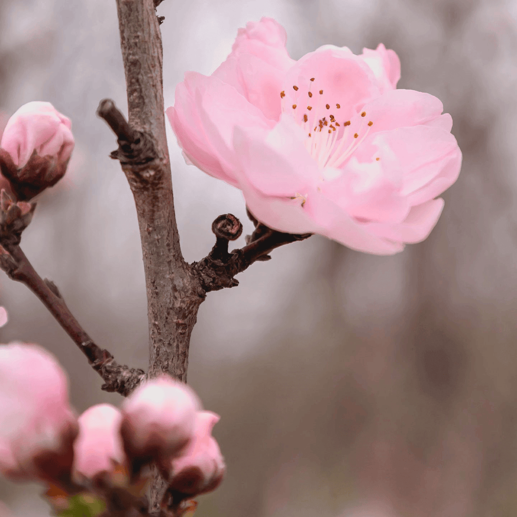 Cherry Blossom Tree Seeds - 12 Seeds