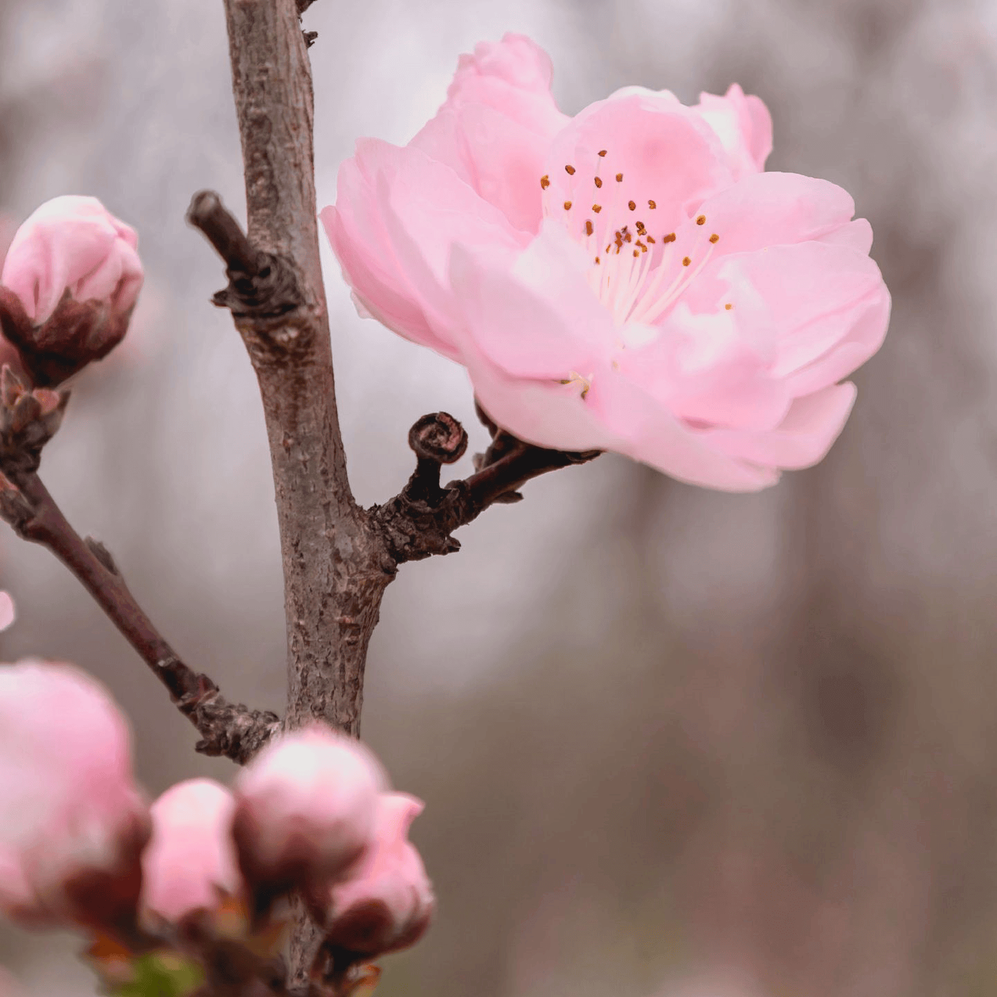 Cherry Blossom Tree Seeds - 12 Seeds