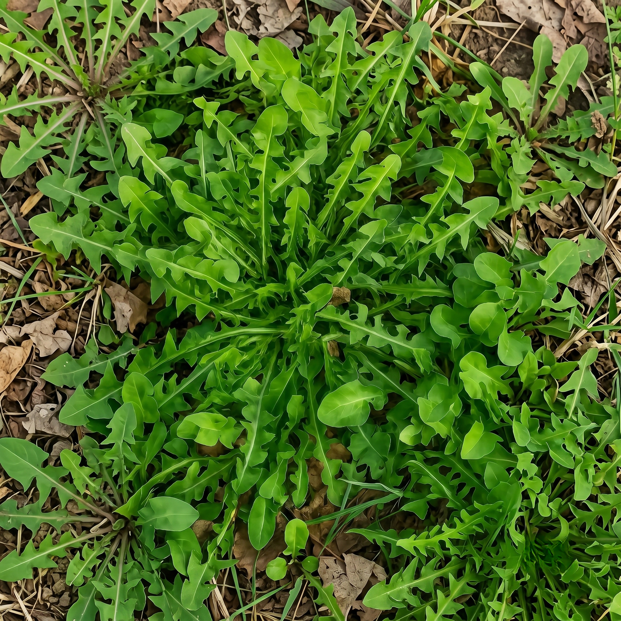 Premium Dandelion Herb Seeds for Planting - 200 Seeds（0.005oz）
