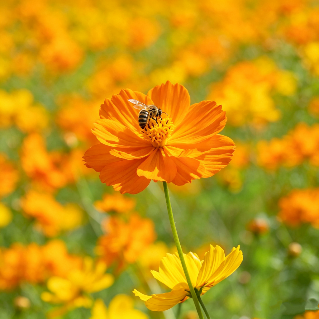 Bright Lights Cosmos Seeds - 200 Seeds (0.05 oz)