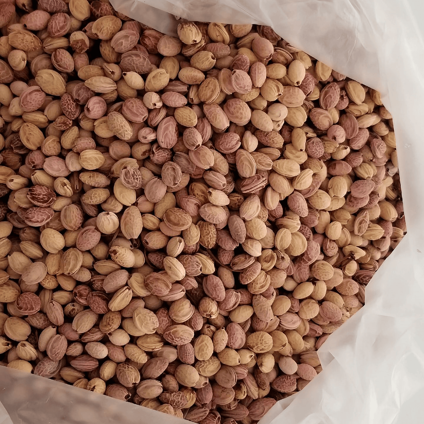 Cherry Blossom Tree Seeds - 12 Seeds