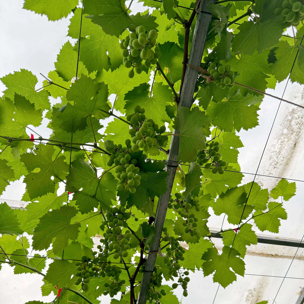 Green Grape Seeds for Planting – 32 Seeds