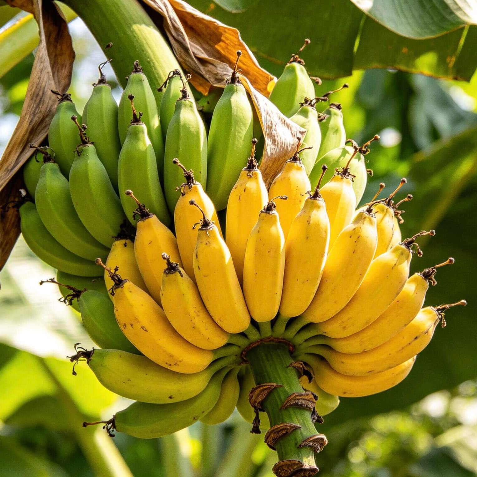 Banana Seeds for Planting – 81 Seeds