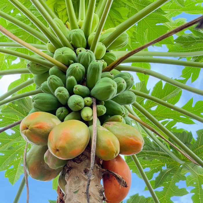 Papaya Seeds for Planting – 36 Seeds