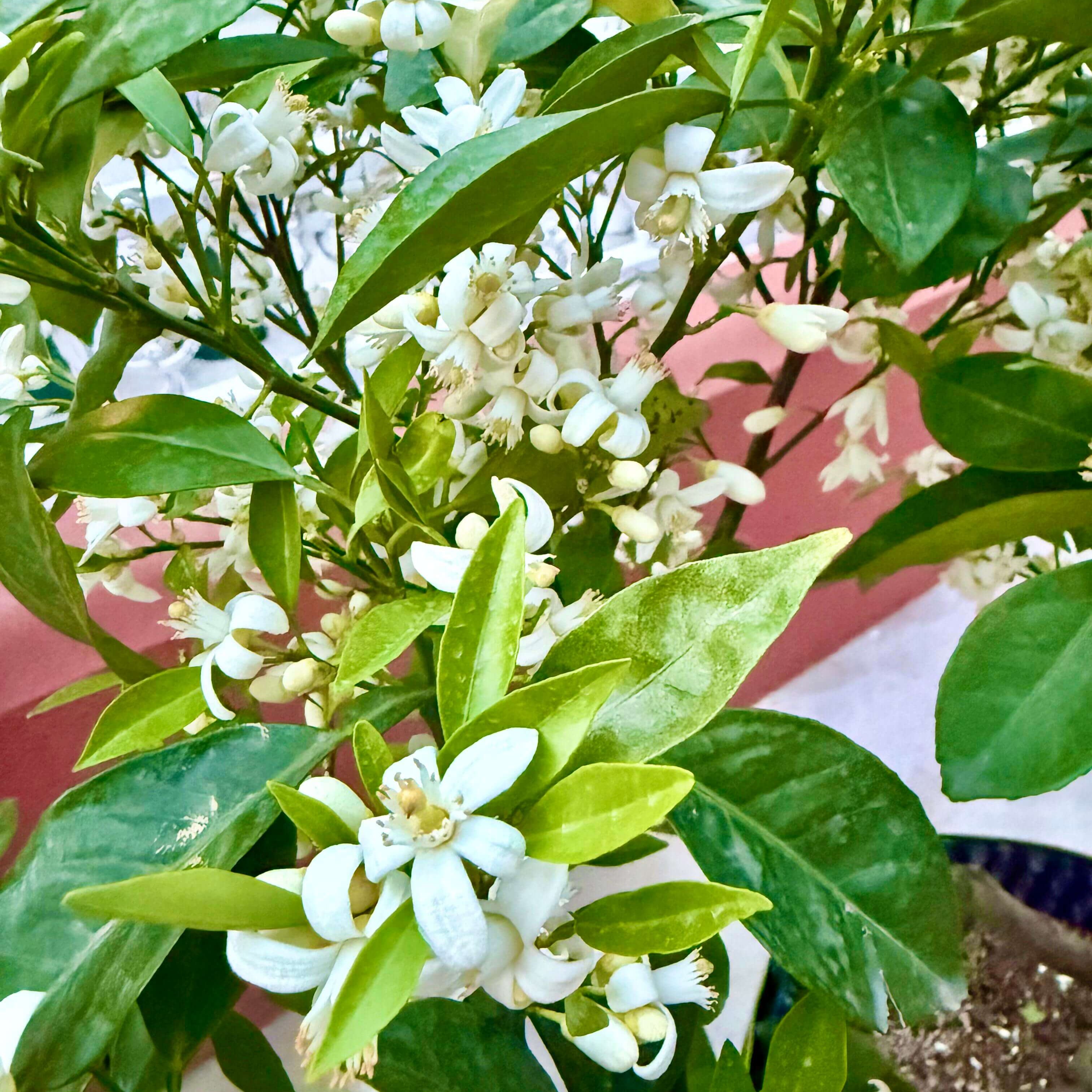 Orange Seeds for Planting – 35 Seeds