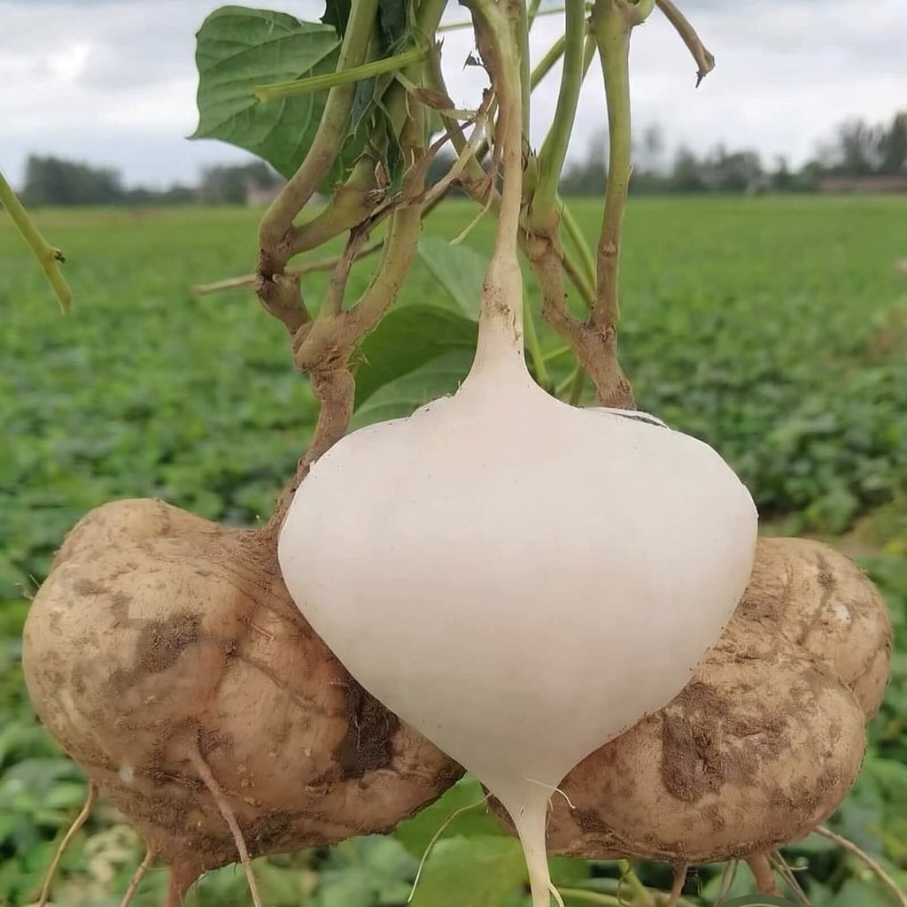 Jicama Seeds for Planting – 31 Seeds