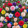 16 Colorful Varieties Rose Seeds Mix - 200+ Seeds (~0.1 oz)