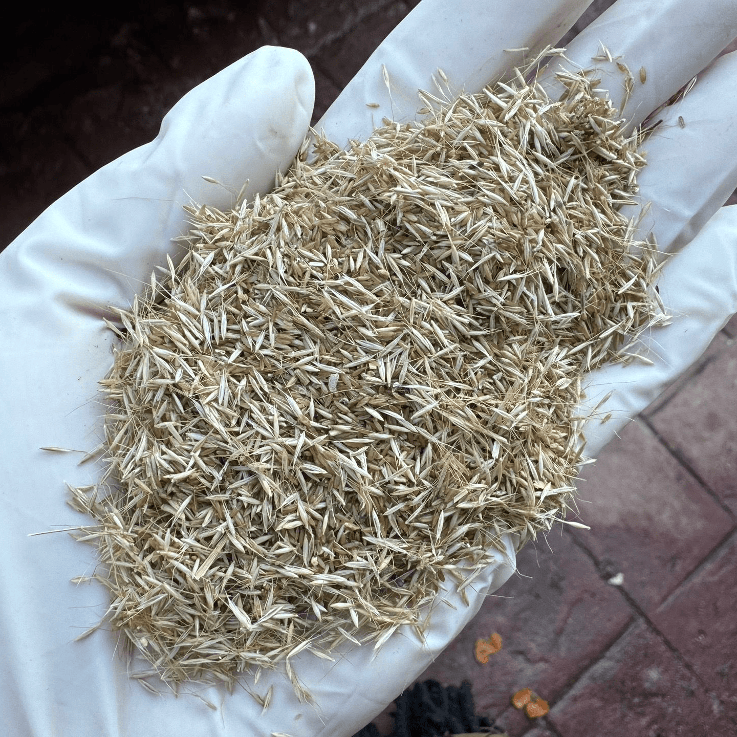 Bunny Tail Grass Seeds - 600 Seeds
