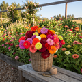 Benary's Giant Mix Zinnia Seeds - 7,300 Seeds（2oz）