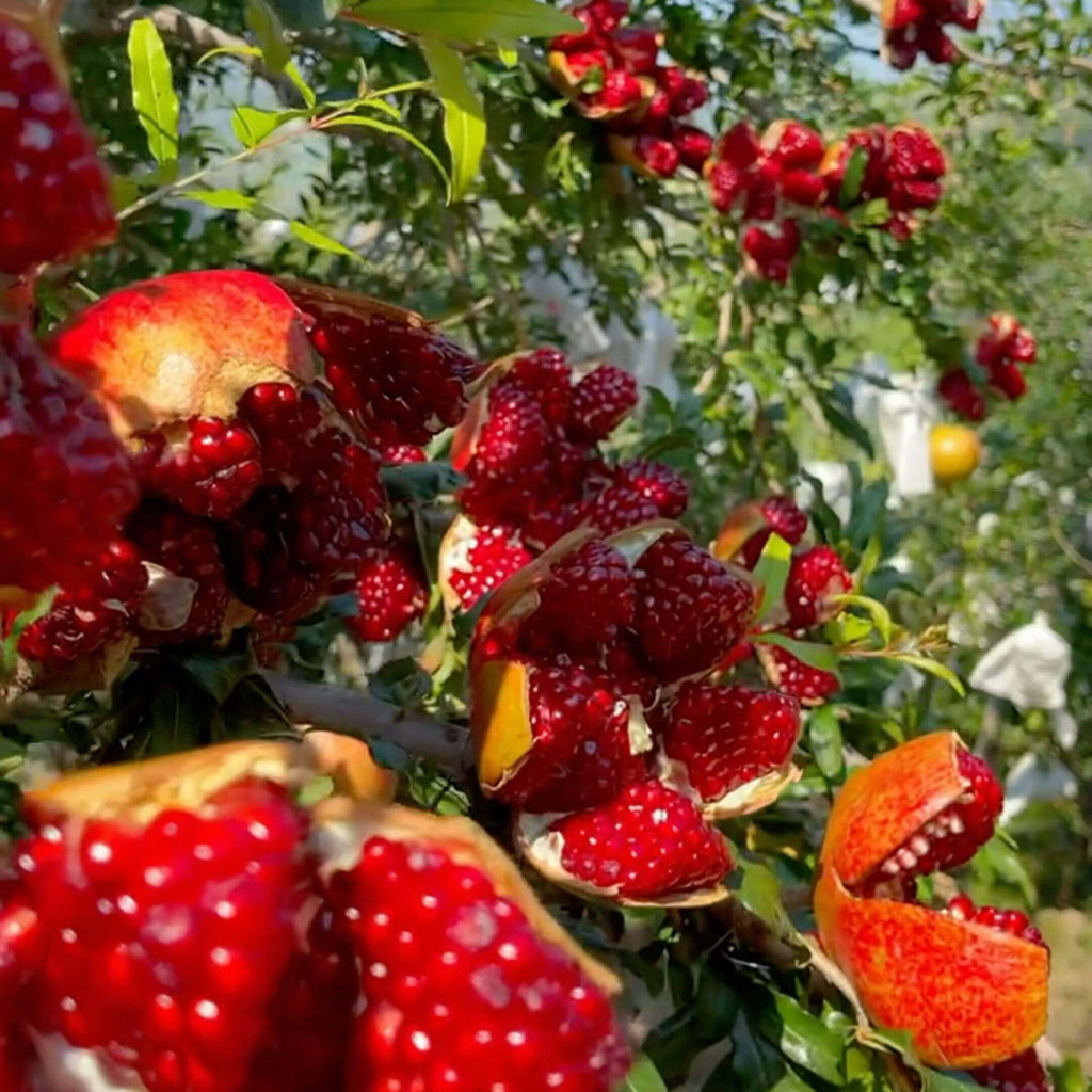 Pomegranate Seeds for Planting – 44 Seeds