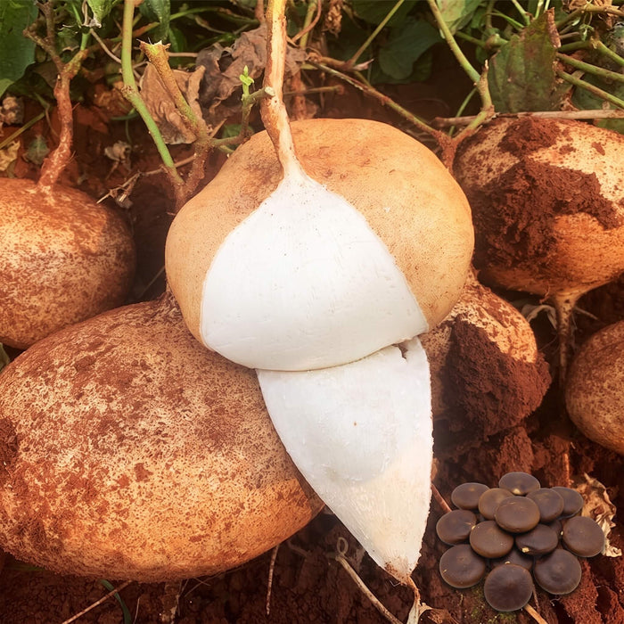 Jicama Seeds for Planting – 31 Seeds