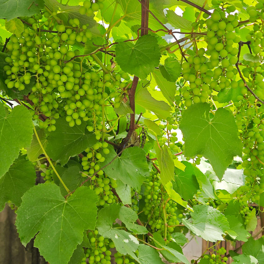Green Grape Seeds for Planting – 32 Seeds