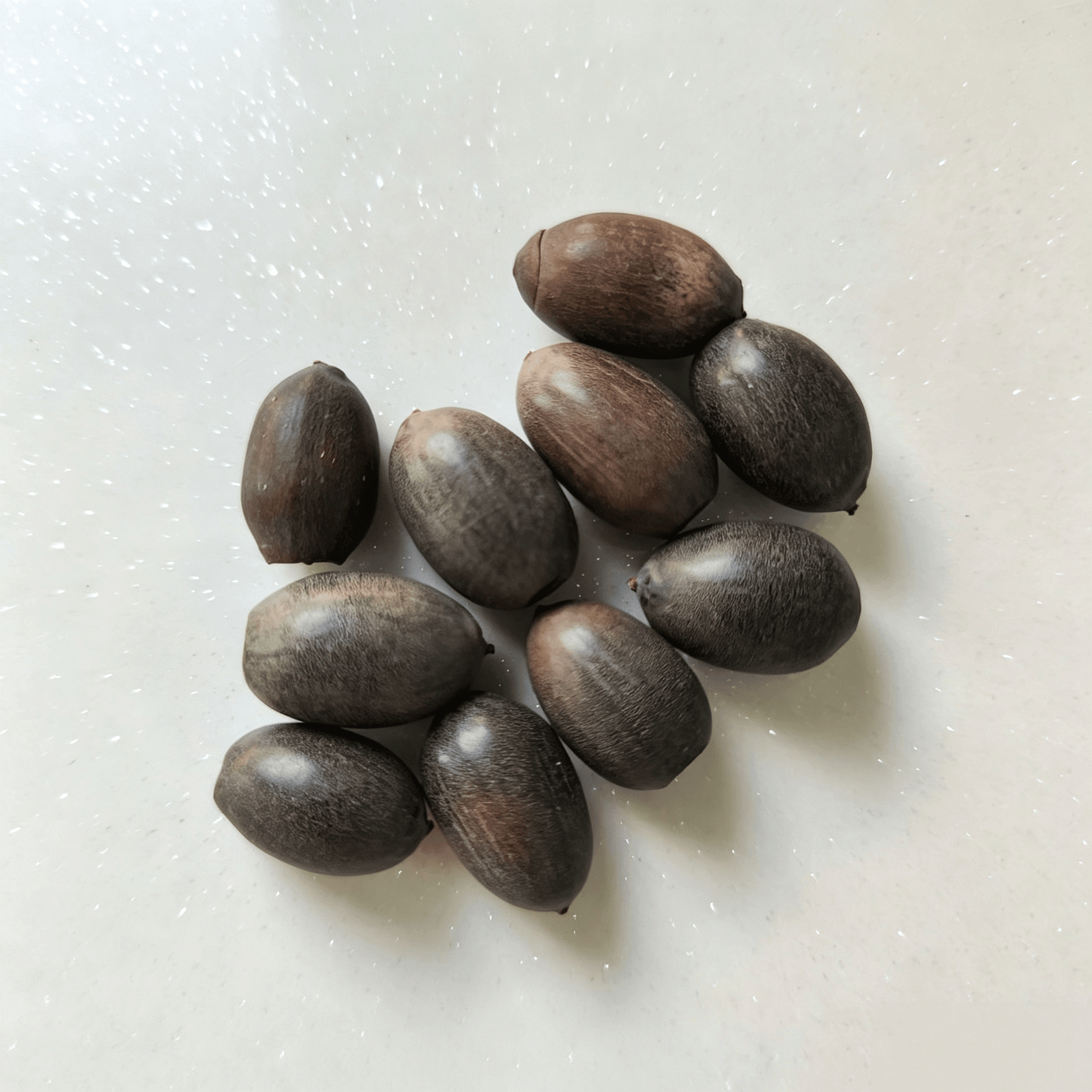 Bowl lotus Seeds - 10 Seeds