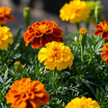 Durango Outback Mix Marigold Seeds - 50 Seeds (0.006 oz)