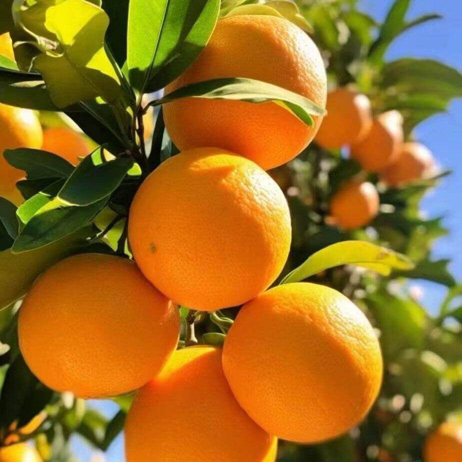 Orange Seeds for Planting – 35 Seeds