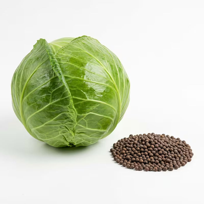 Farao Organic (F1) Cabbage Seeds - 245 Seeds