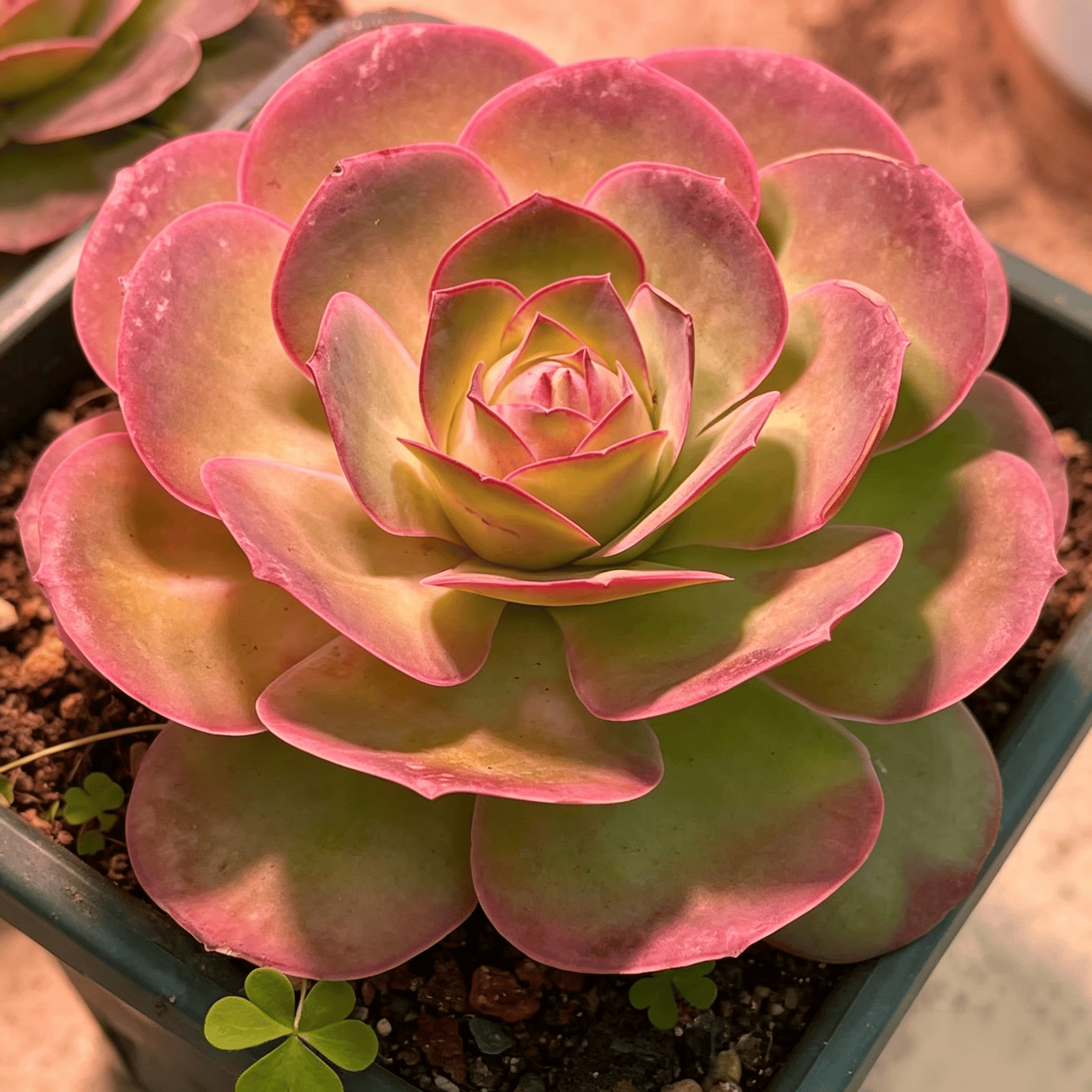 Mountain Rose Seeds - 136 Seeds