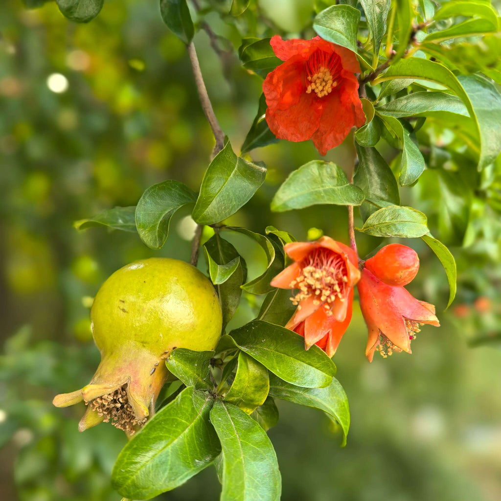 Pomegranate Seeds for Planting – 44 Seeds