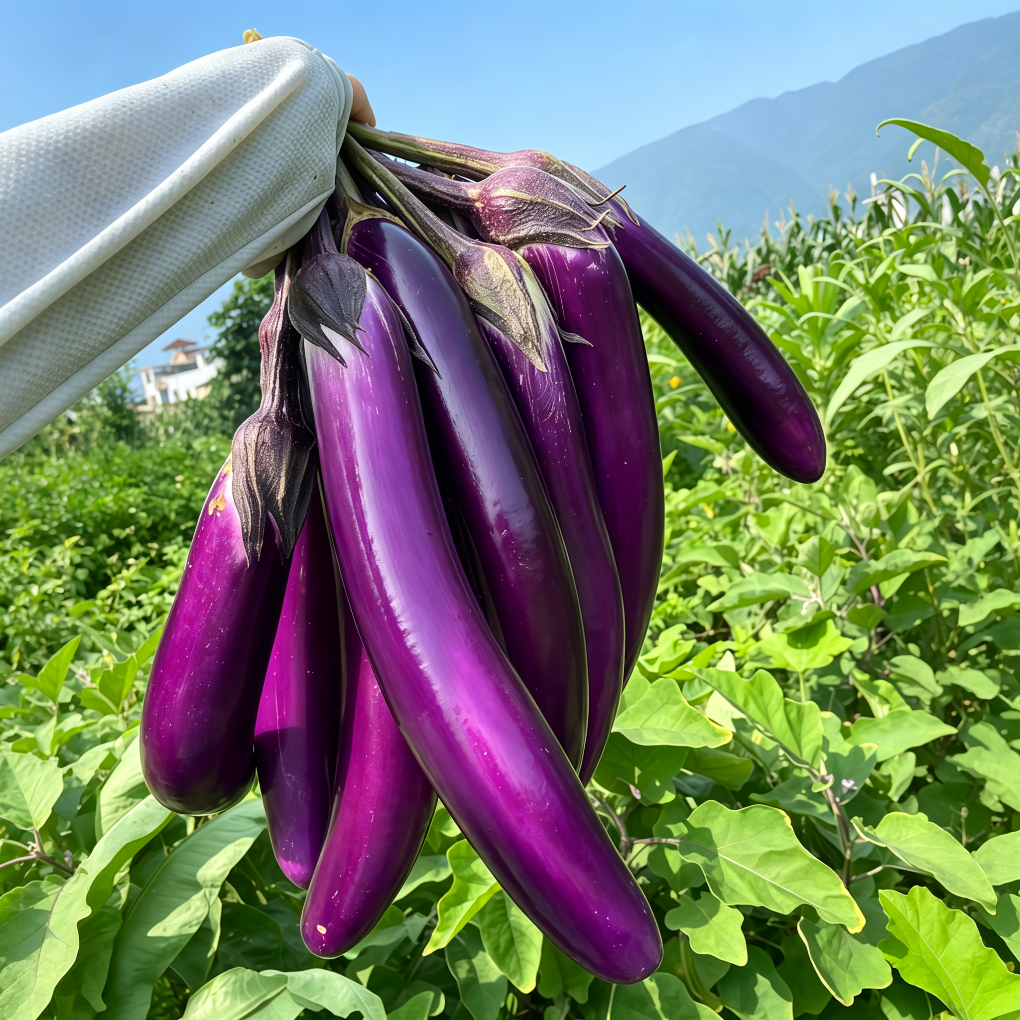 Turkish Delight Organic (F1) Eggplant Seeds - 62 Seeds