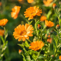 Alpha Organic Calendula Seeds - 200 Seeds (0.1oz)