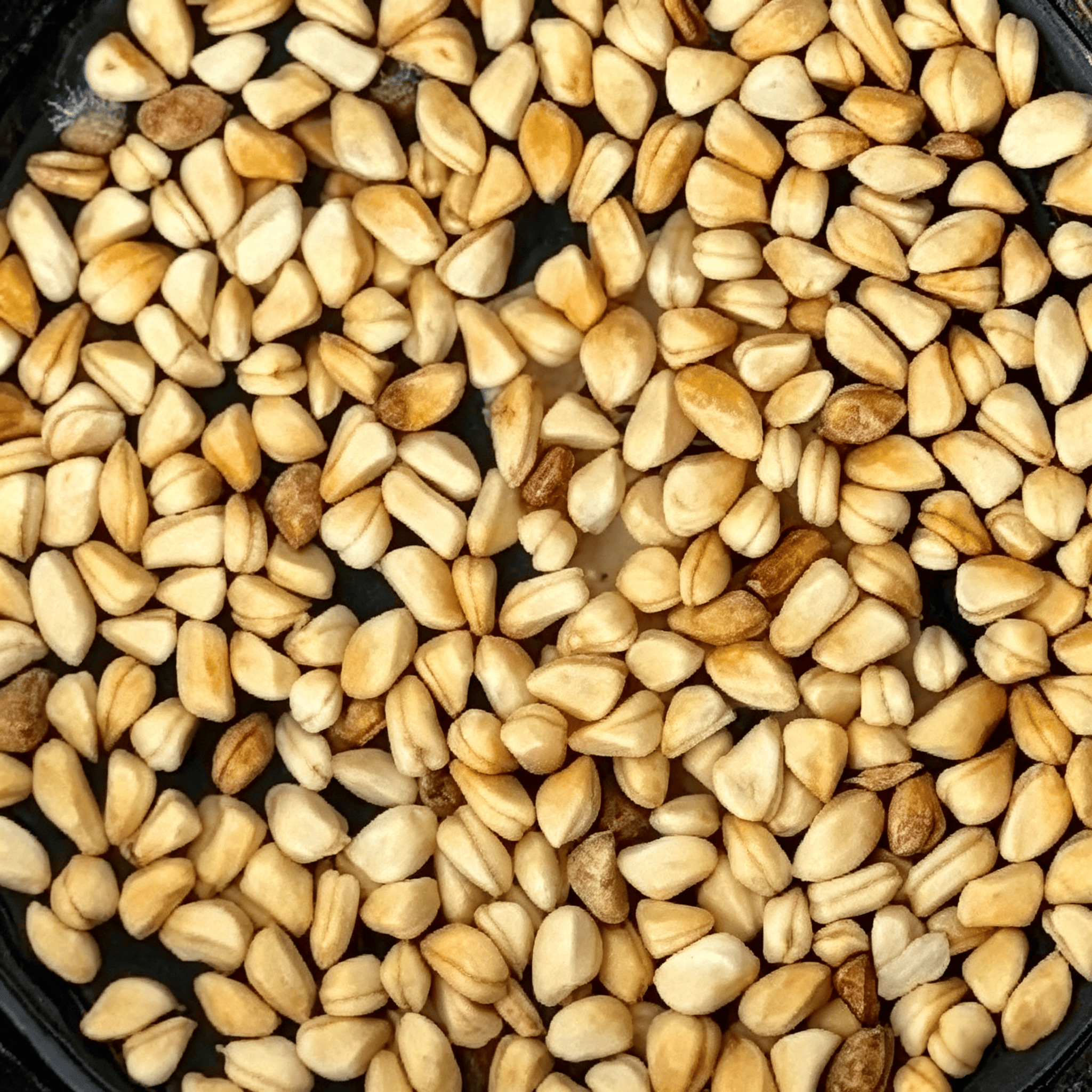 Rose Seeds - 205 Seeds