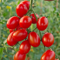 Amish Paste Organic Tomato Seeds - 300 Seeds