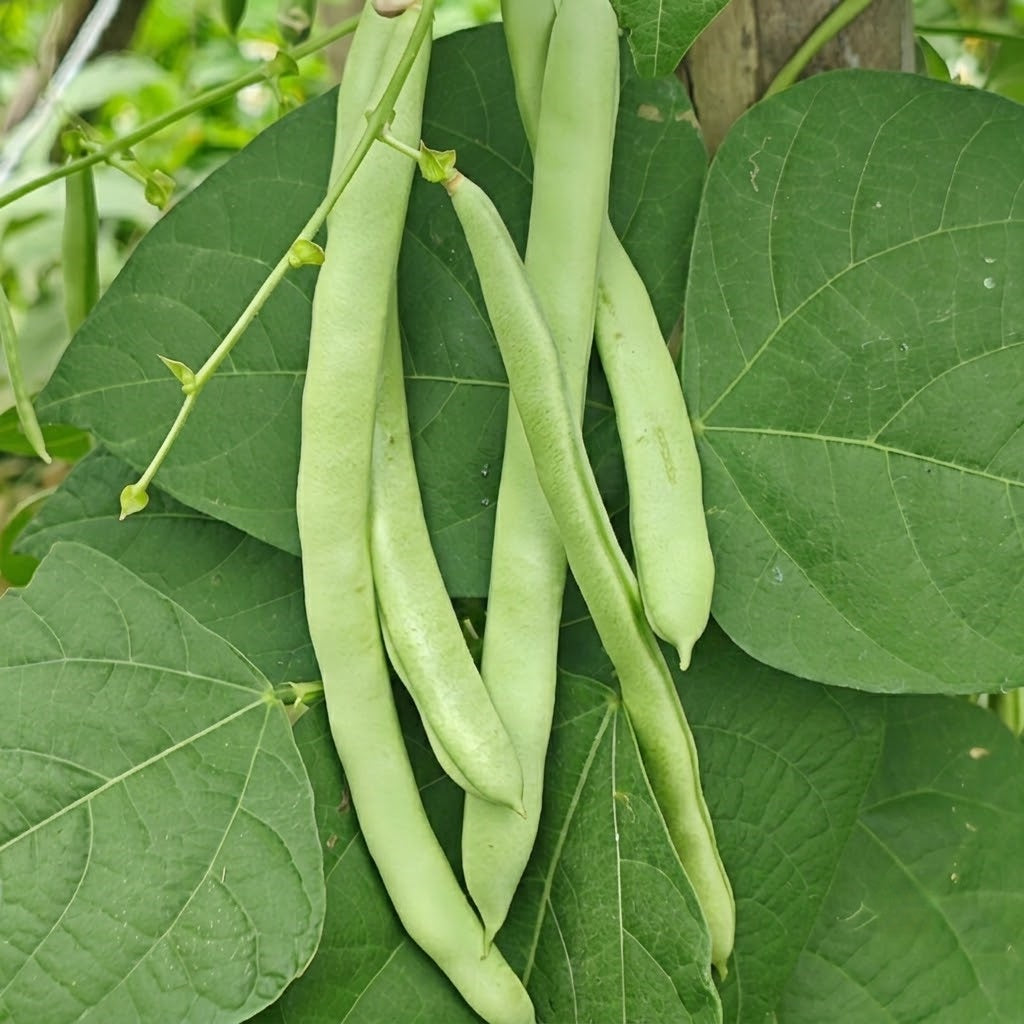 Provider Bean Seeds