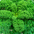 Winterbor (F1) Kale Seeds