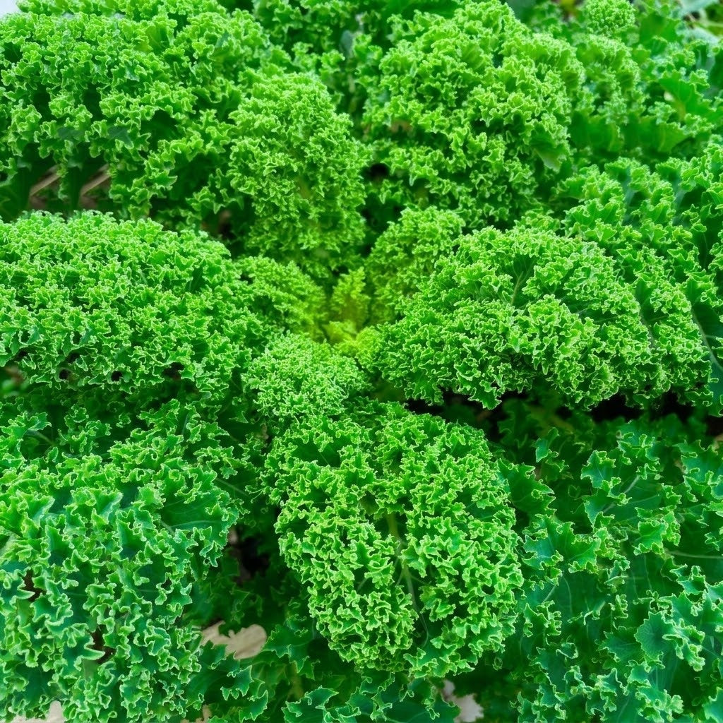 Winterbor (F1) Kale Seeds