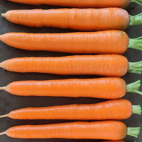 Bolero (F1) Carrot seeds