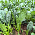 Flamingo Improved (F1) Spinach Seeds