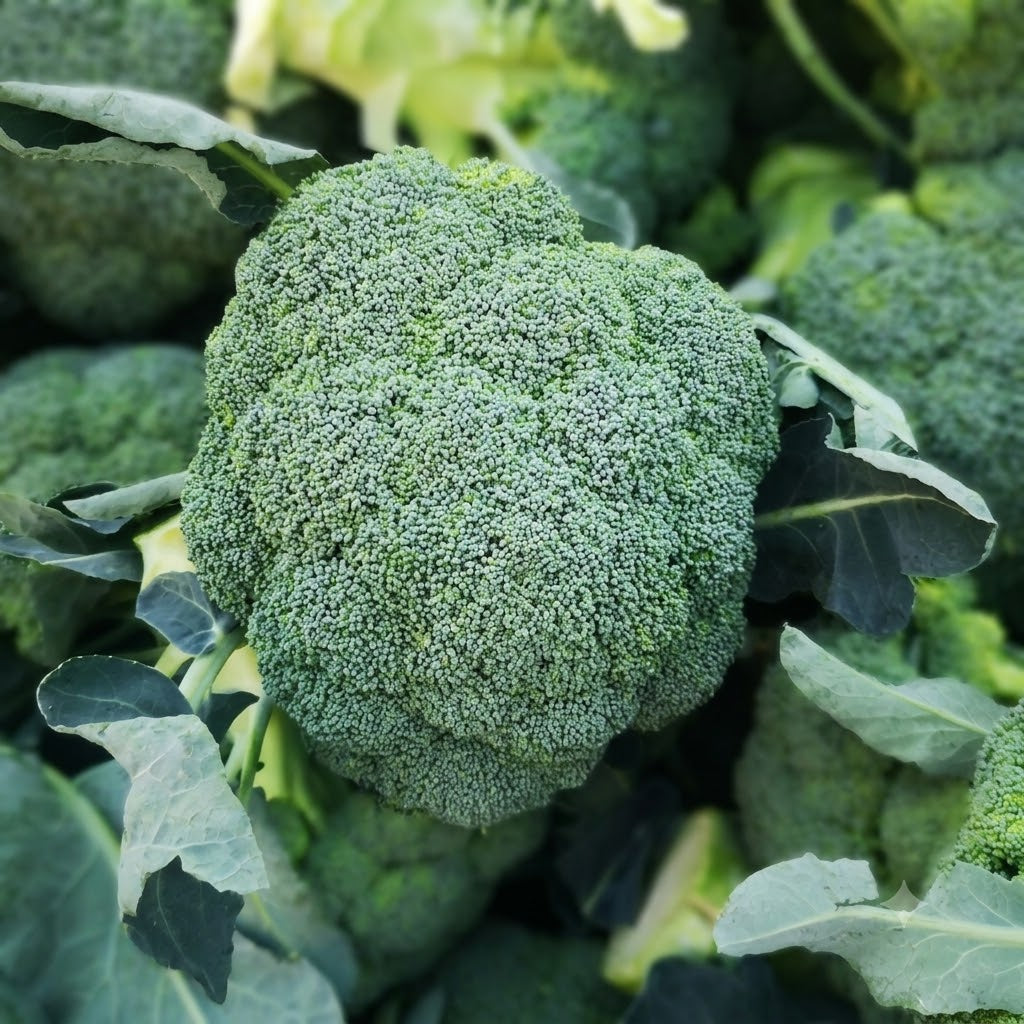 Green Magic (F1) Broccoli Seeds
