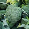 Green Magic (F1) Broccoli Seeds