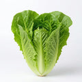 Bigelow Organic Pelleted Lettuce Seeds
