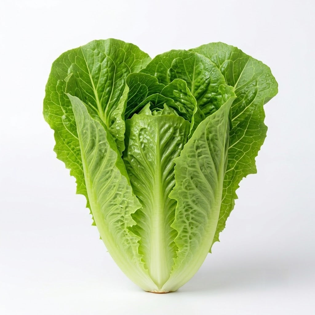 Bigelow Organic Pelleted Lettuce Seeds