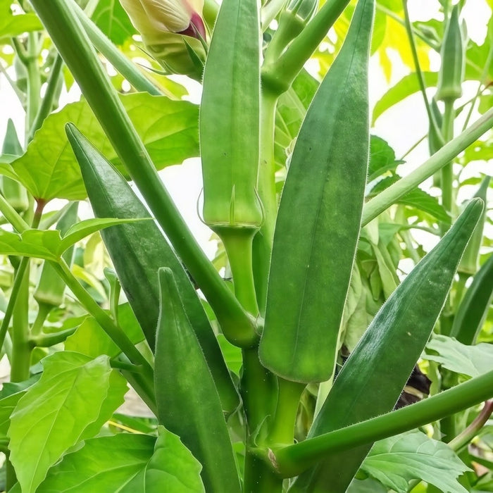 Clemson Spineless Organic Okra Seeds - 36 Seeds