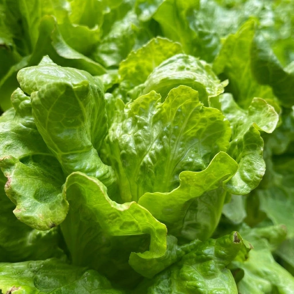 Buttercrunch Organic Lettuce  Seeds