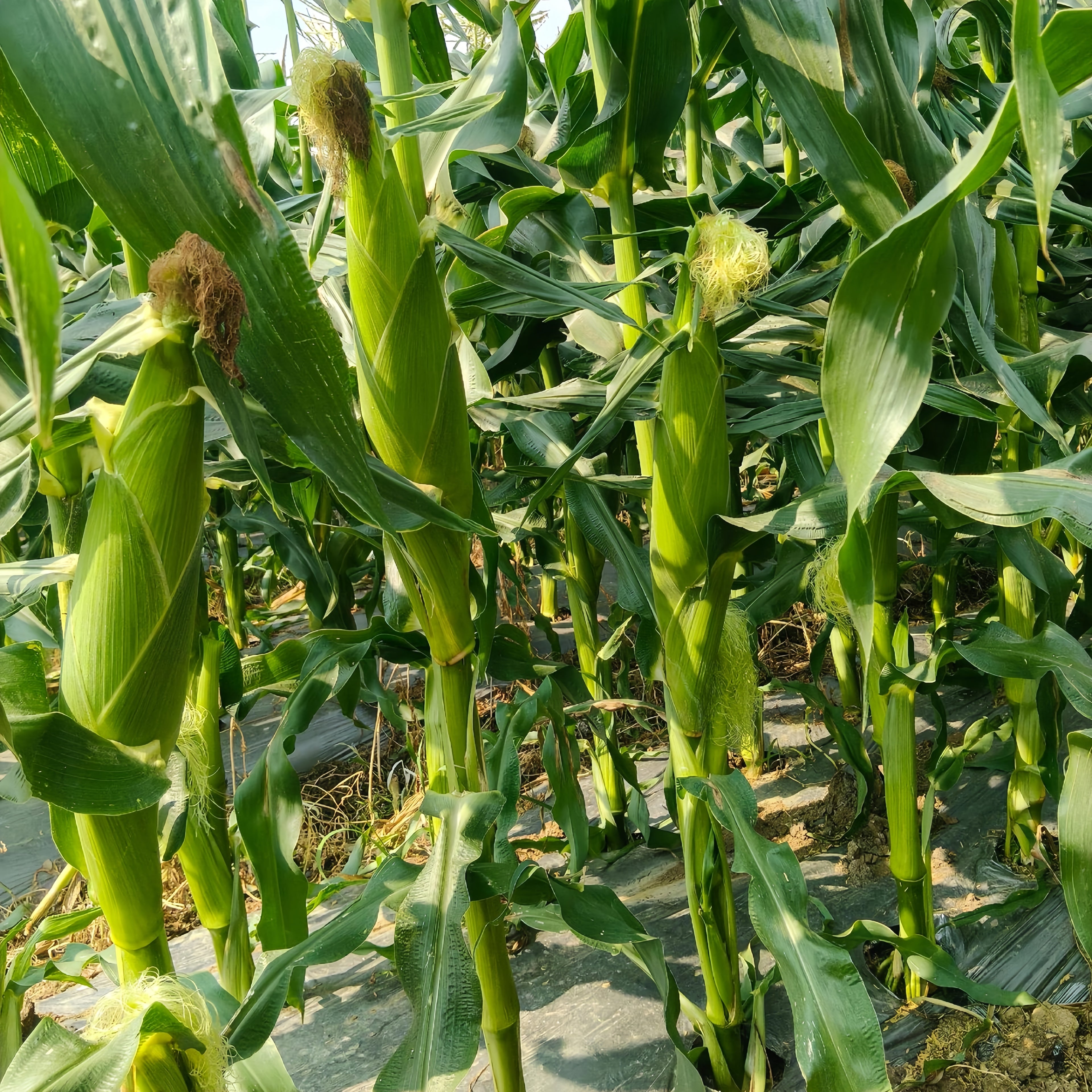Natural Sweet Organic (F1) Corn Seeds - 25 Seeds