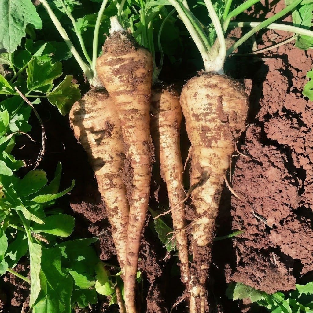 Dagger (F1) Parsnip  Seeds