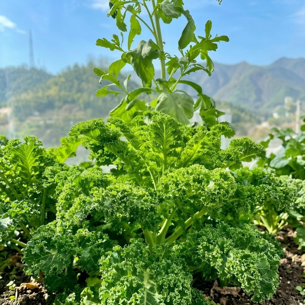Winterbor (F1) Kale Seeds