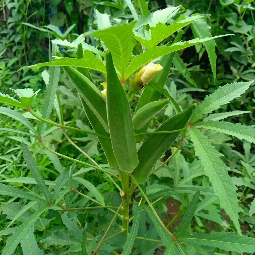 Clemson Spineless Organic Okra Seeds - 36 Seeds