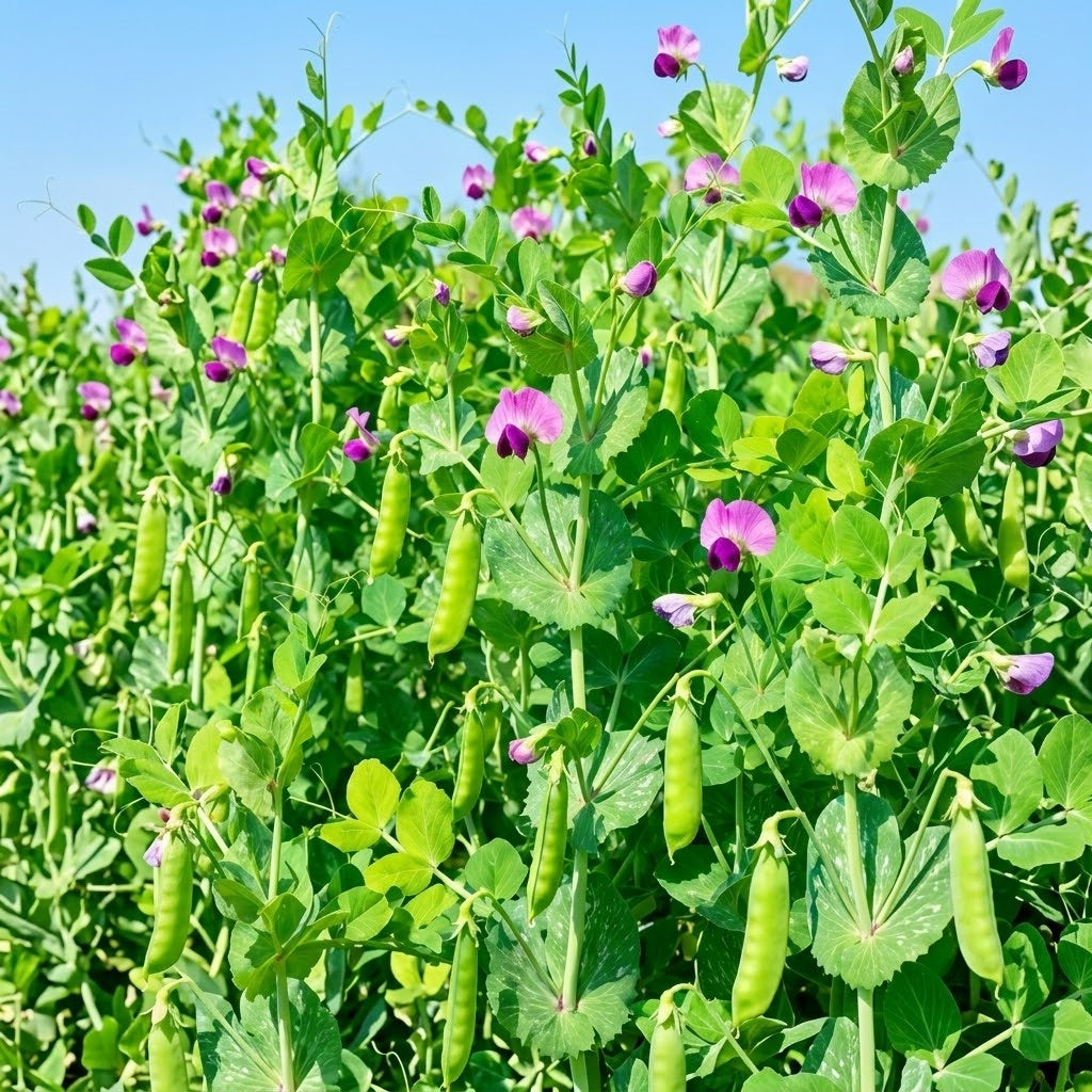Maxigolt Pea Seeds