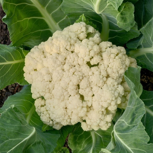 Amazing Cauliflower Seeds